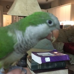 Meet your Posher, Will